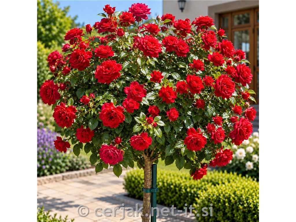 Vrtnica stebelna 'Scarlet Meillandécor