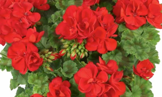Pelargonija pokončna svetlo rdeča
