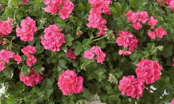 Calliopa - polviseča pelargonija roza