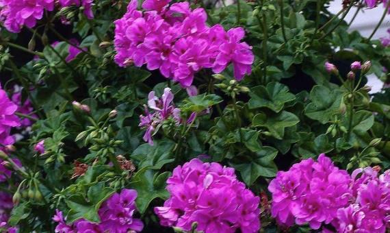 Calliopa - polviseča pelargonija vijolična