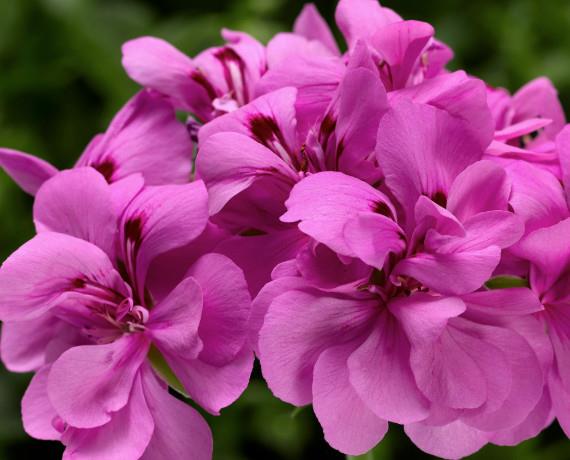 Bršljanka dvojna lila