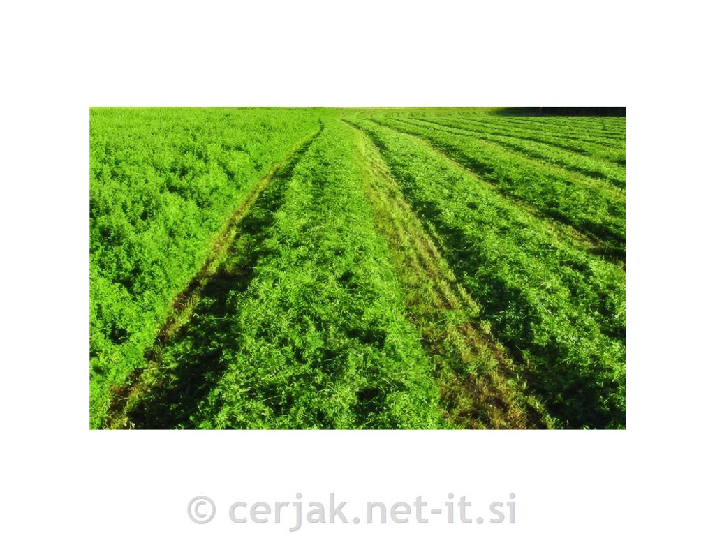 Lucerna (Medicago sativa) sorta ORCA 1 kg