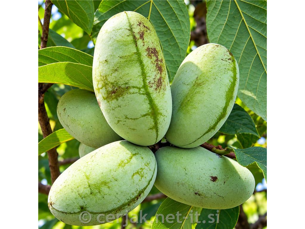 Asimina Prima