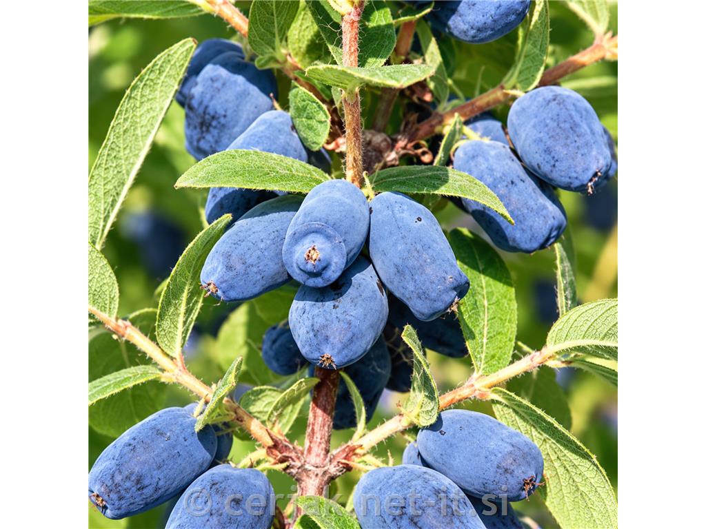 Sibirska borovnica Indigo Gem