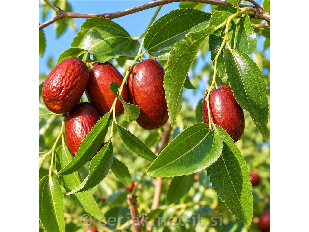 Žižula