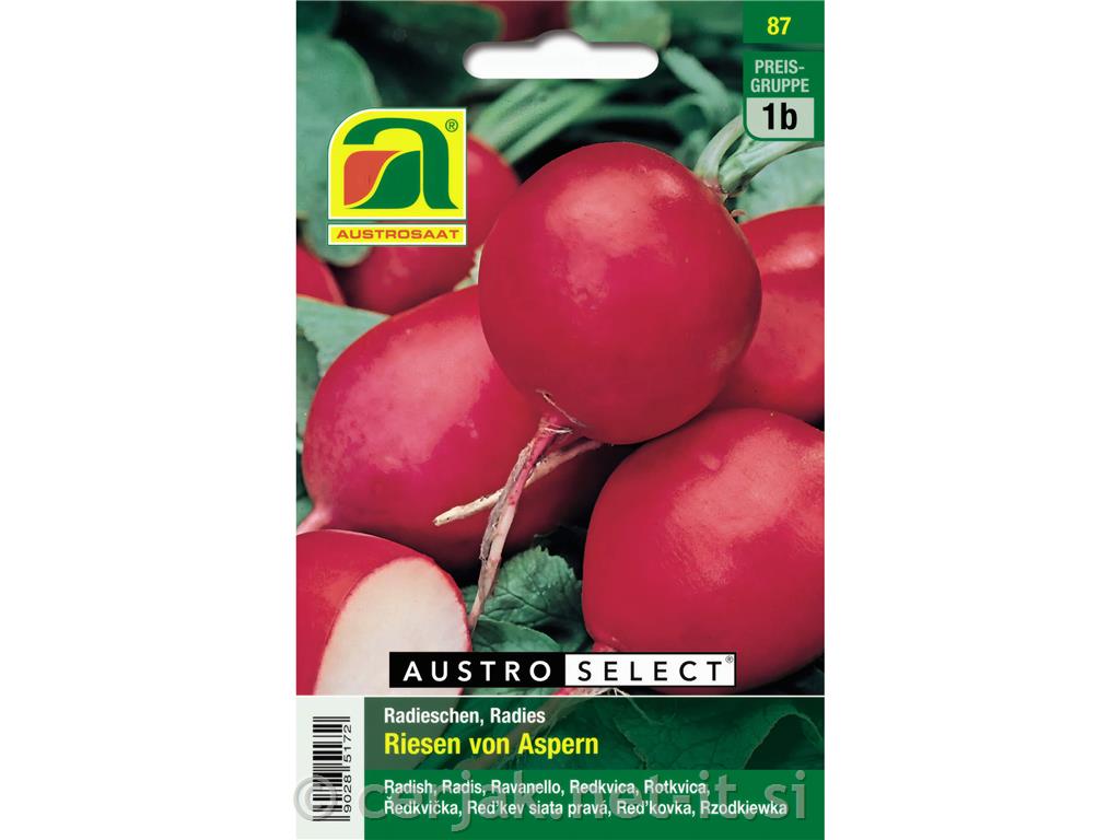 Redkvica Riesen von Aspern 10g