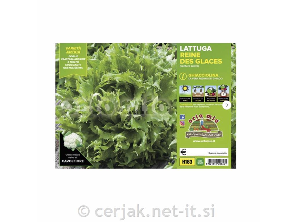 Solata kodrasta Reine des Glaces, 9 kos