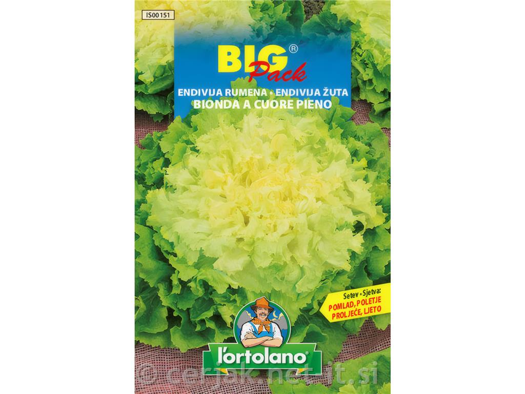 Endivija rumena – Bionda a cuore pieno 20g