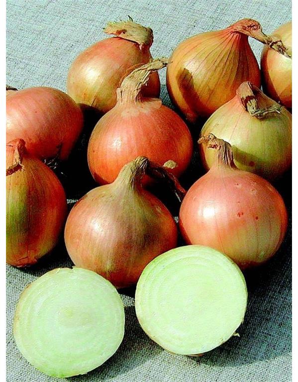 Čebulček eko zimski, 500 g