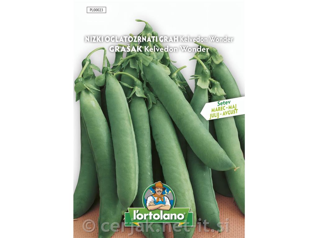 Grah nizki oglatozrnati Kelvedon Wonder, 40 g