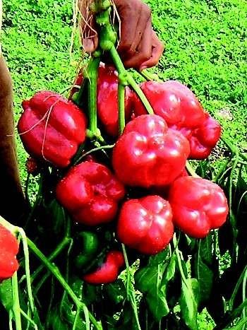 Paprika Kalifornijsko čudov EKO