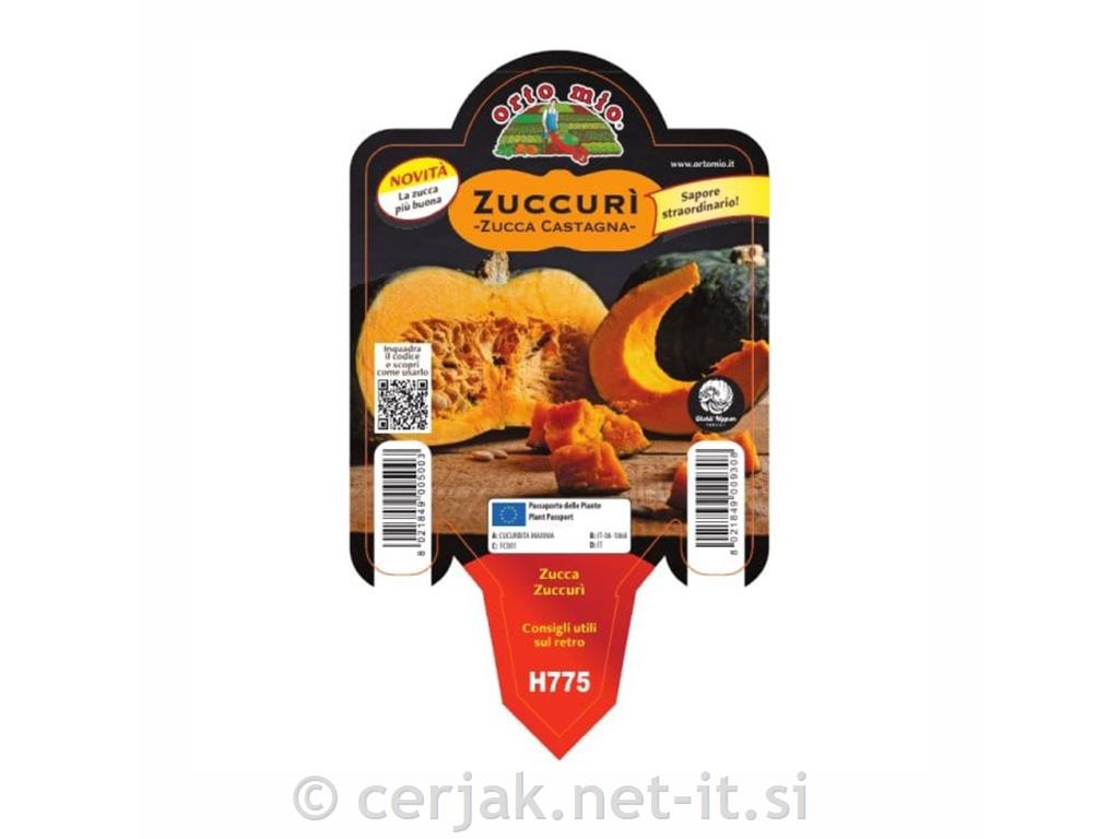 Bučke KostanjeveaZuccuri, 1 kos