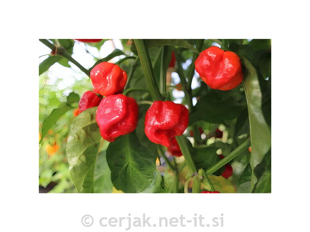 Čili Trinidad Scorpio (izjemno pekoč), 1 kos