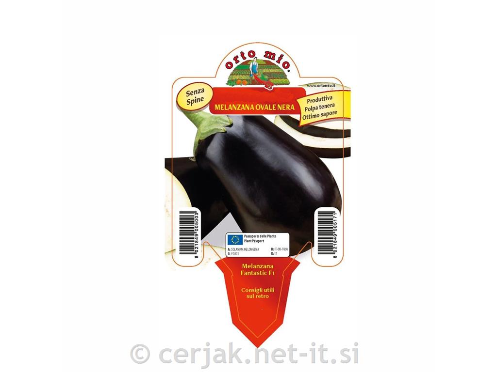 Jajčevec cepljen Black Stream L14, F1, 1 kos