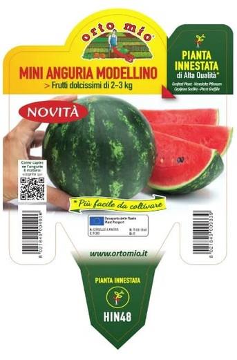 Lubenica cepljena mini Cometa (Modellino) F1, L14, 1 kos