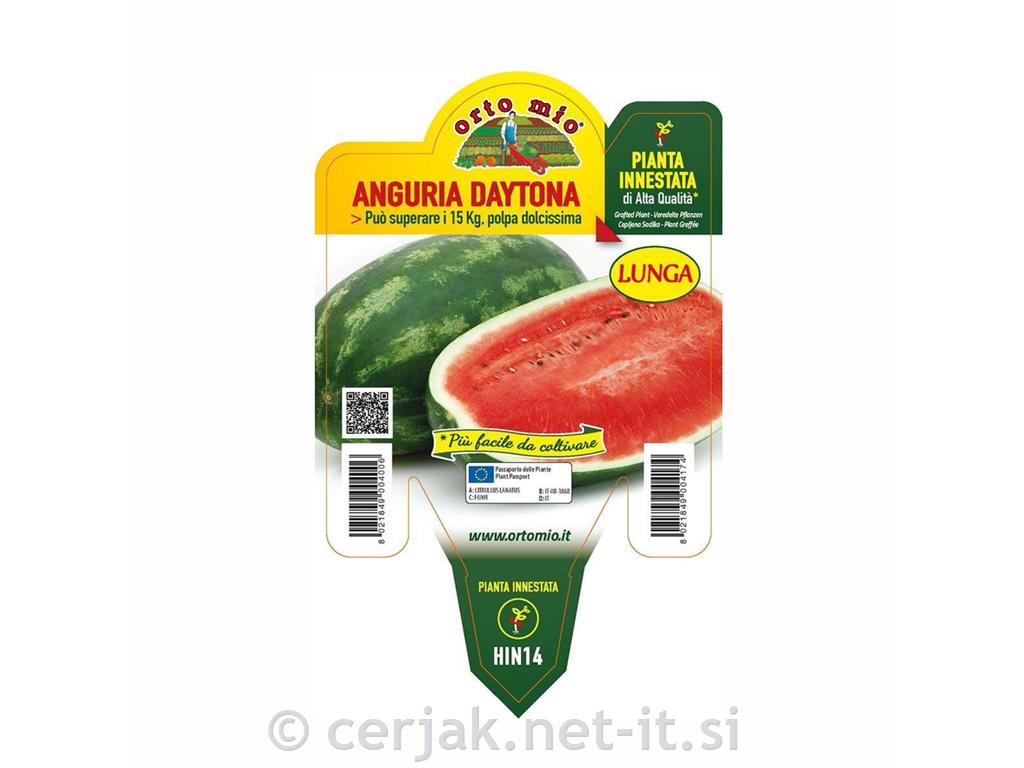 Lubenica ceplena Regiba F1, L14, 1 kos