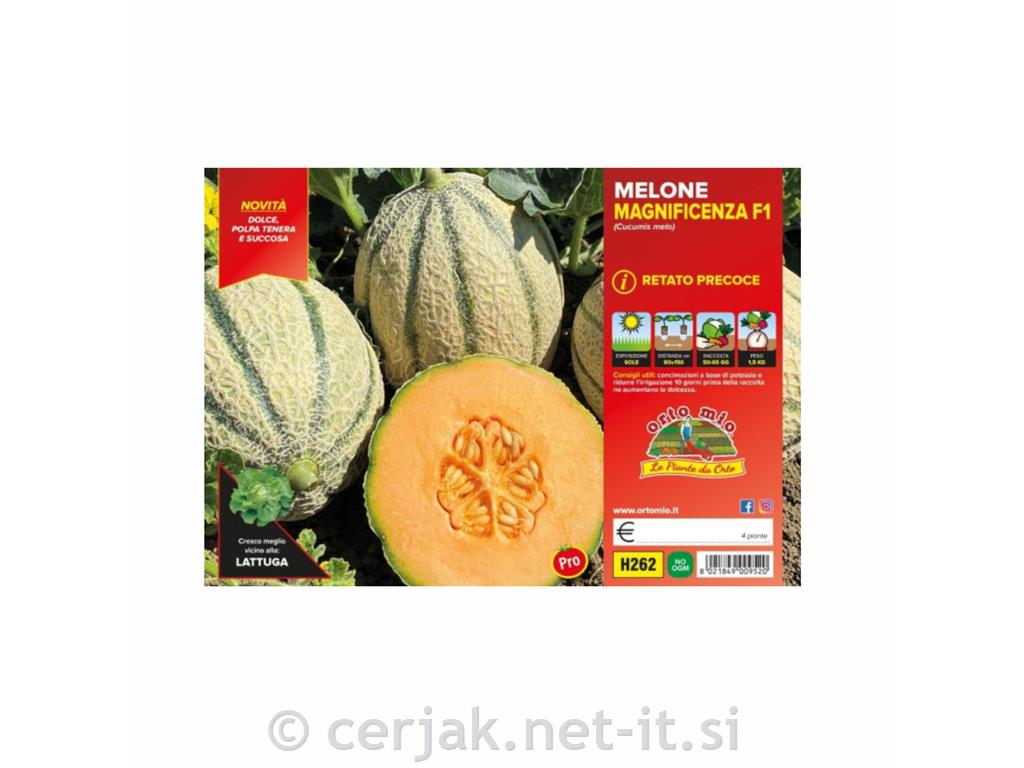 Melona rebrasta Giangi F1/Giotto F1, 4 kos