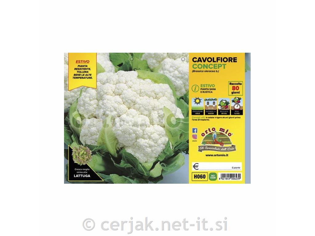 Cvetača White Globe F1, 6 kos