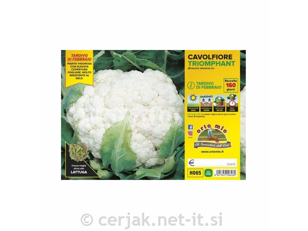 Cvetača Triomphant F1, 6 kos