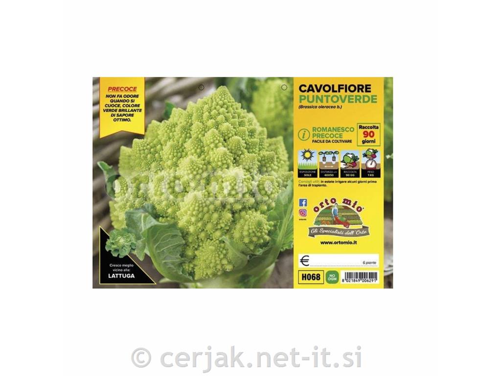 Cvetača zgodnja romanesco Puntoverde F1, 6 kos