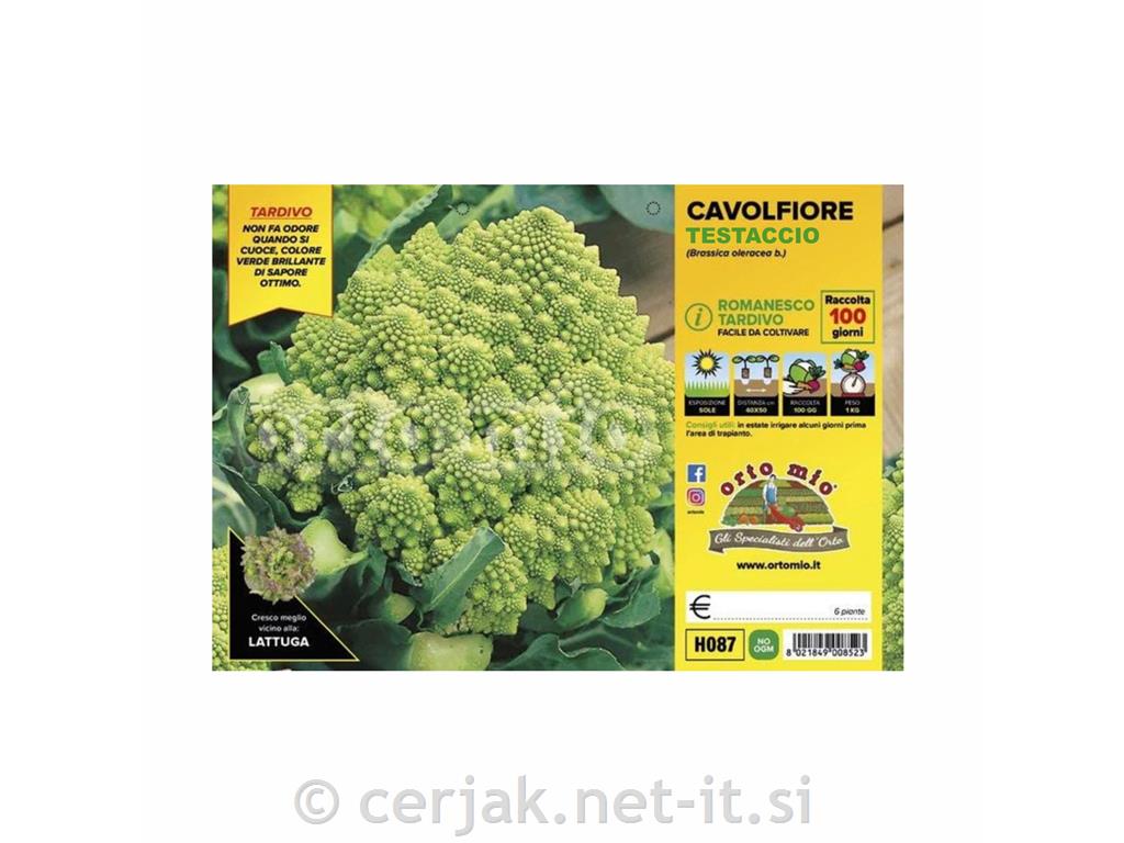 Cvetača romanesco pozna Testaccio F11, 6 kos