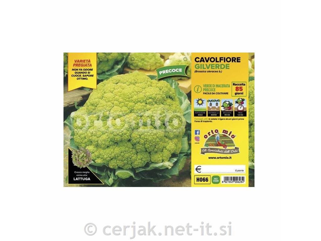 Cvetača Gilverde F1, 6 kos