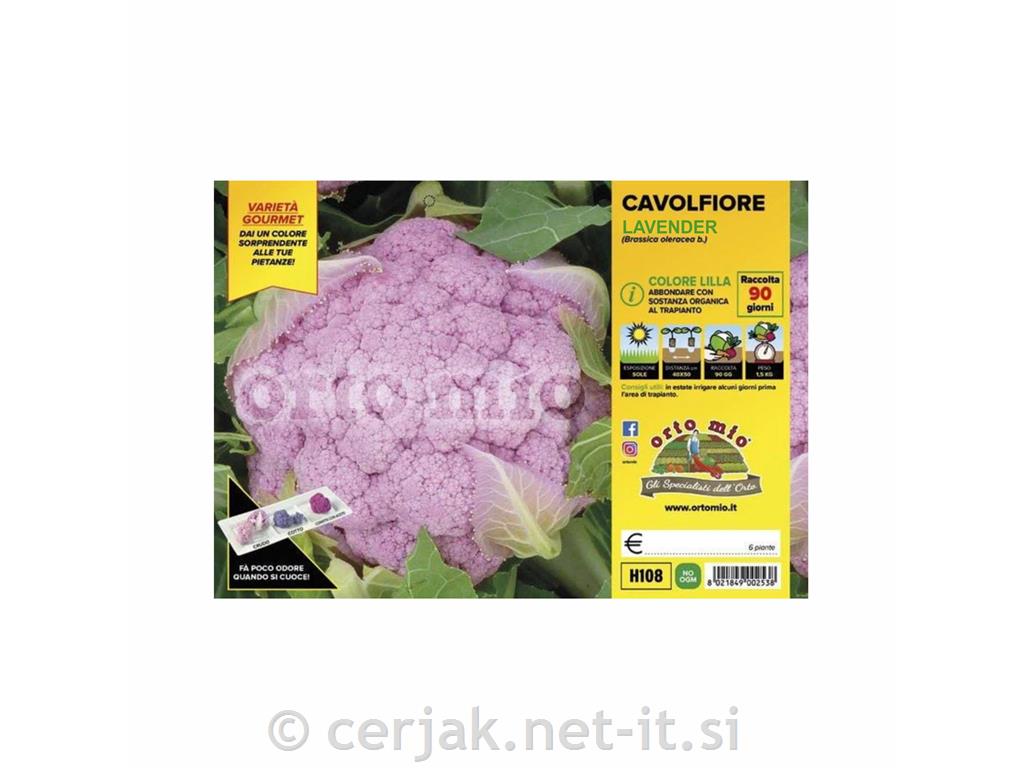 Cvetača Lavender F1, 6 kos