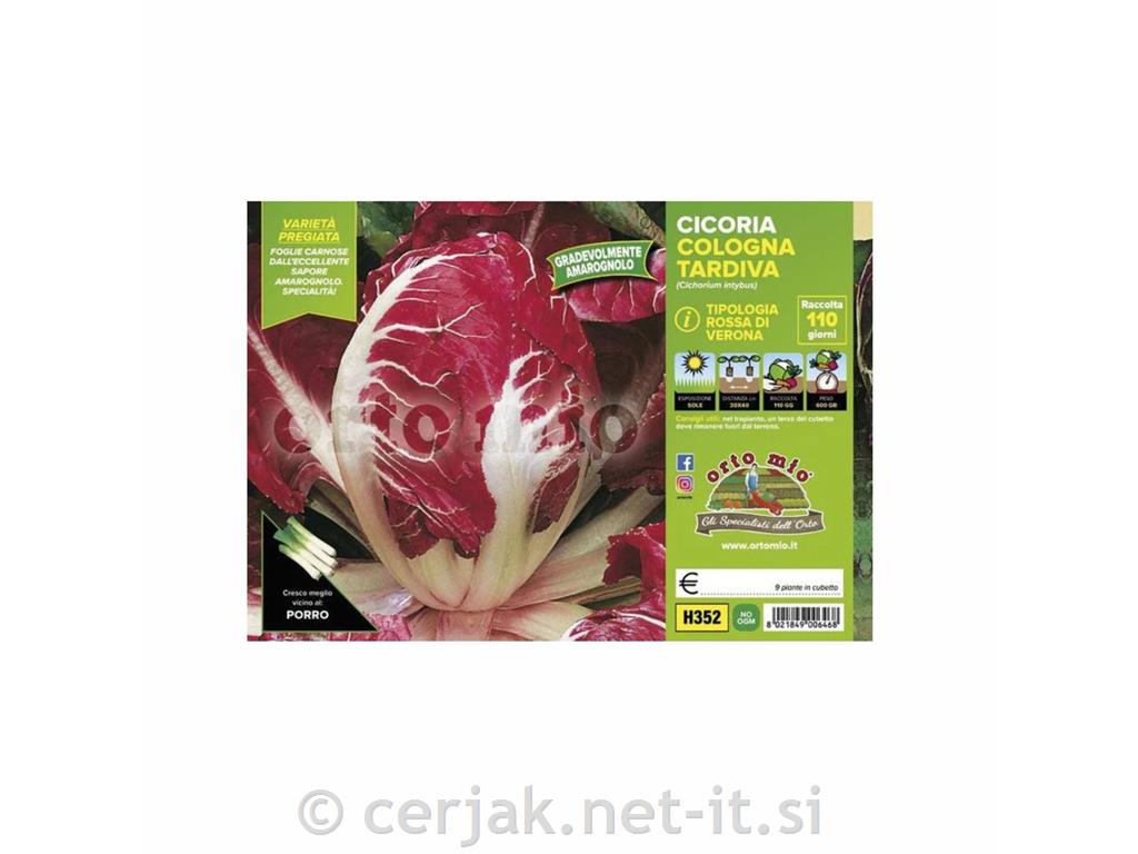 Radiči zgodnji Cologna tardiva, 9 kos