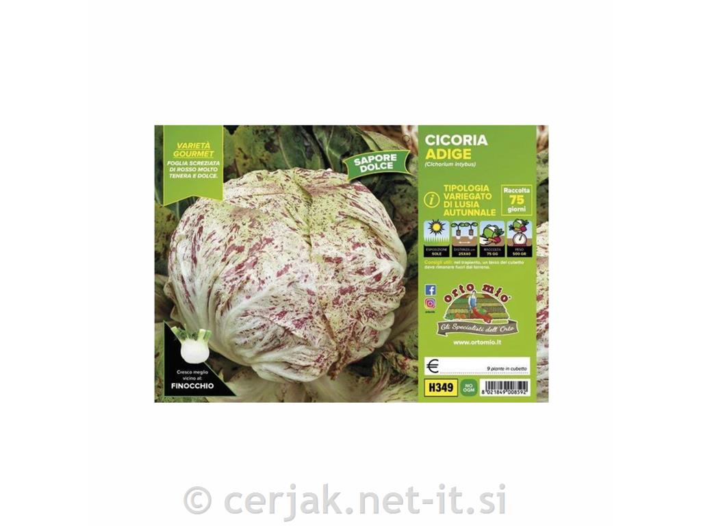 Radiči jesenski Adige, 9 kos