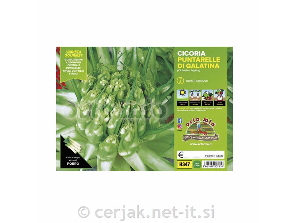 Radiči Puntarelle di Galatina, 9 kos