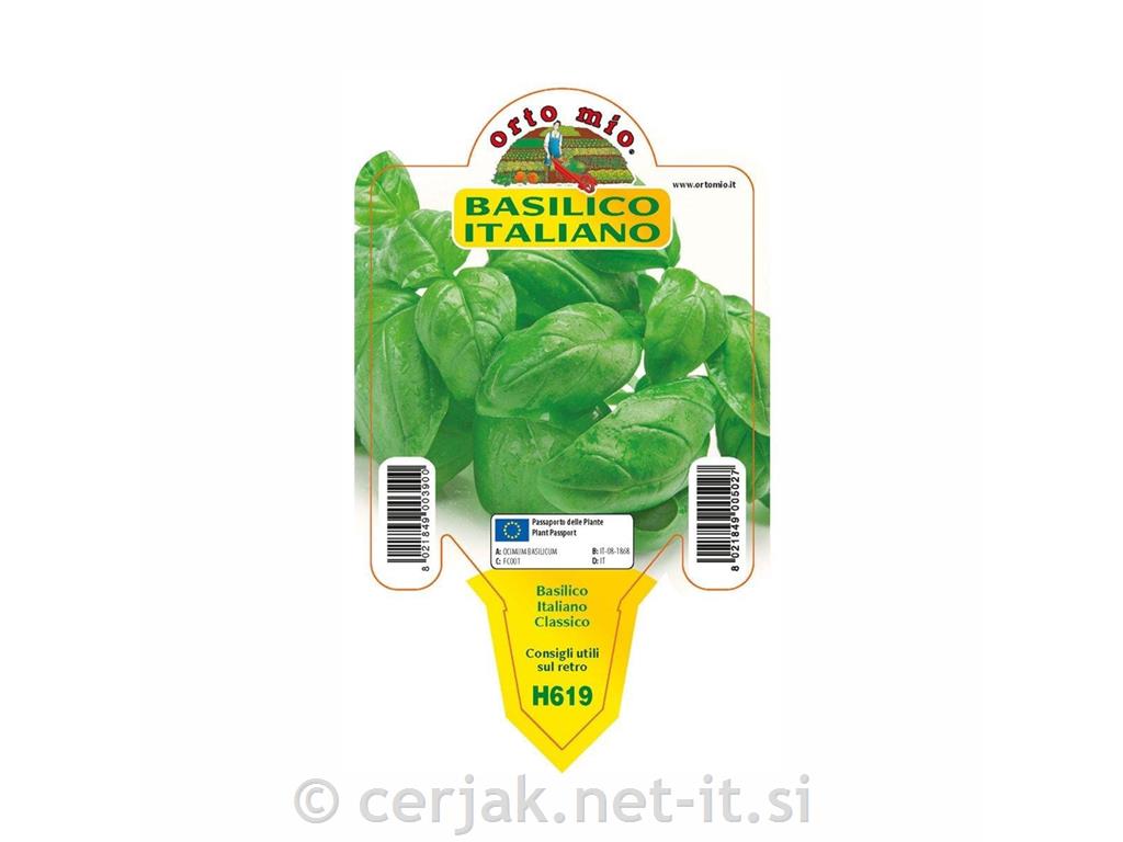 Bazilika nagubanolistna Foglia di Lattuga