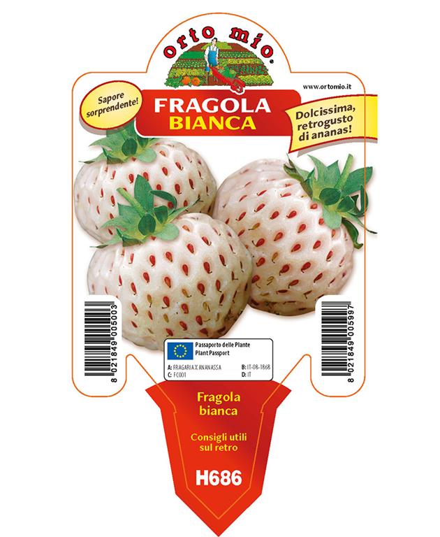Jagode Bianca n. 5, 1 kos