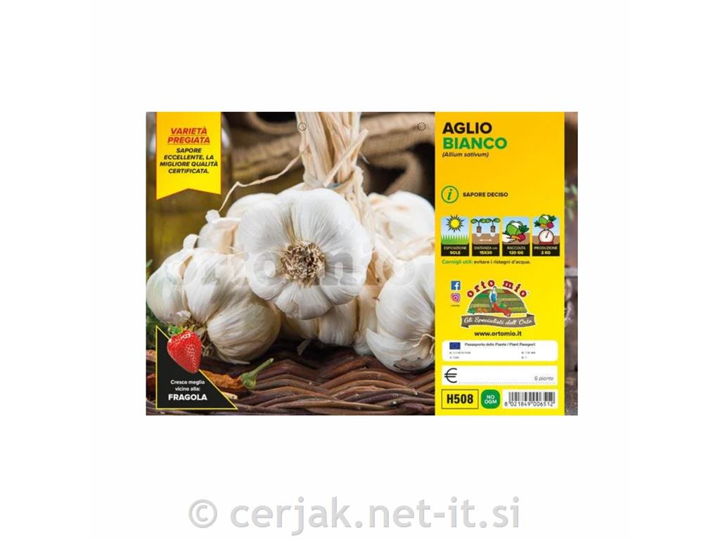 Česen beli Garcua, 6 kos