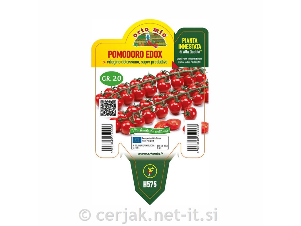 Paradižnik cepljen češnjev Edox F1