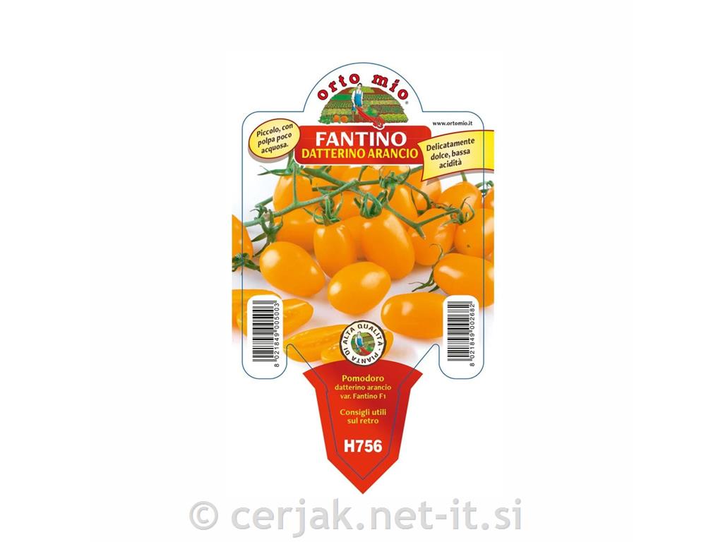 Paradižnik cepljen oranžni Sunset F1