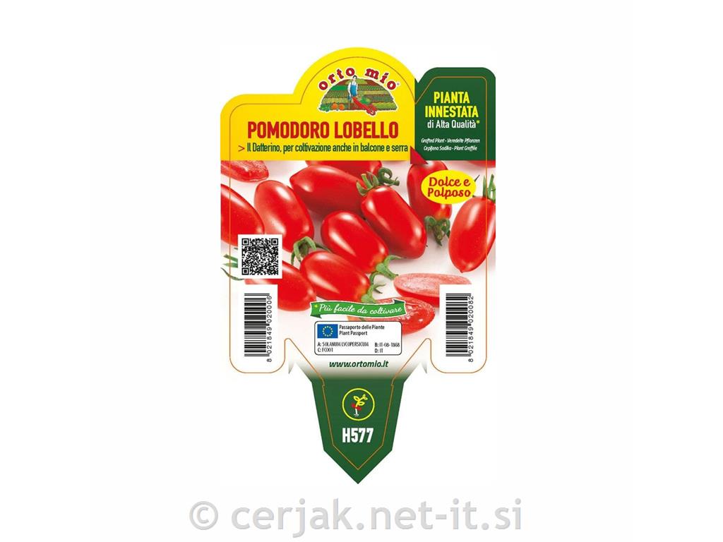 Paradižnik cepljen datljev Lobello F1
