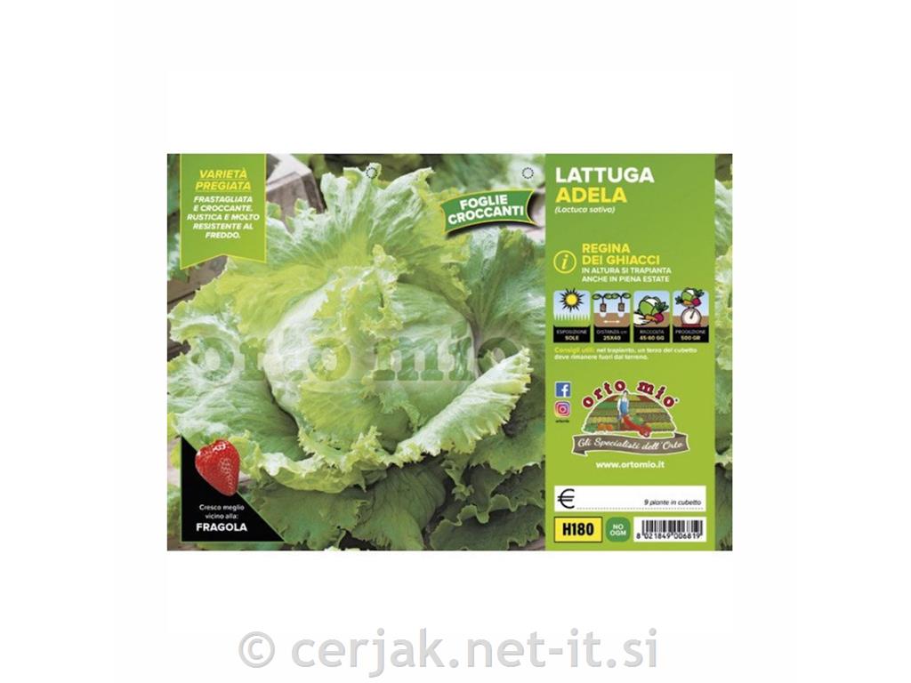 Solata ledenka Saladyn, 9 kos