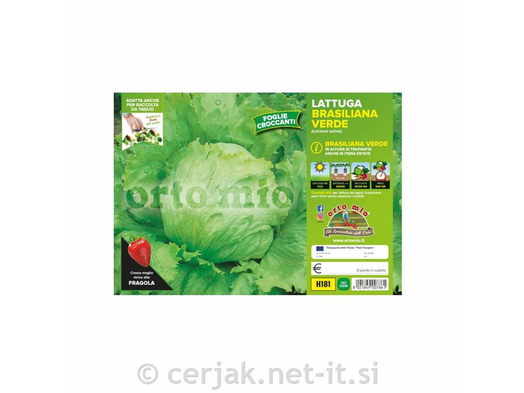 Solata ledenk Brasiliana, 9 kos