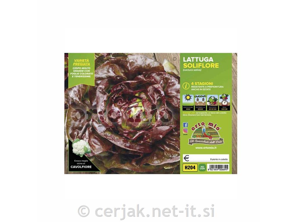Solata štiri letni časi Jerrican (Soliflore), 9 kos