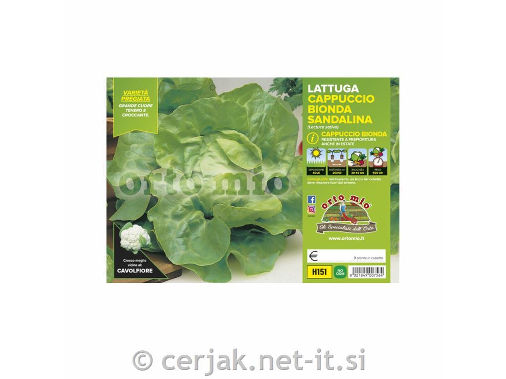 Solata mehkolistna Sandalina, 9 kos