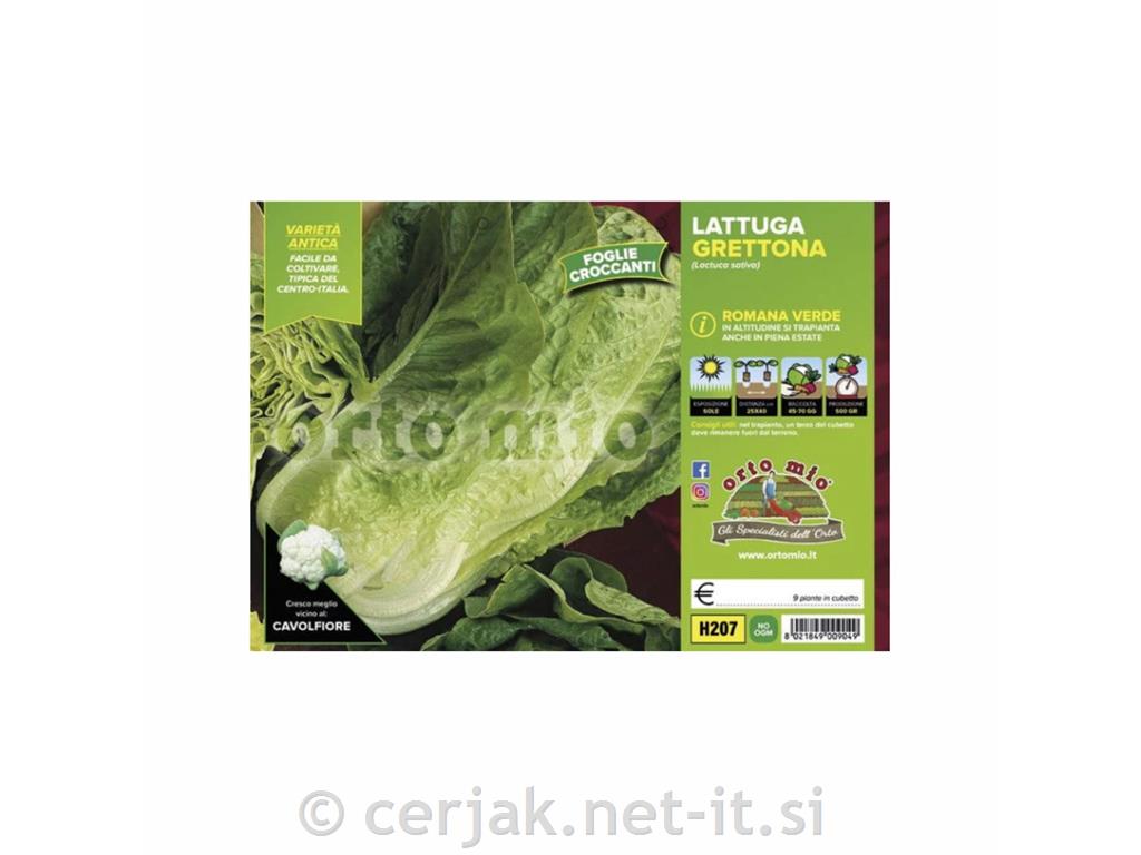 Solata glavnata Pesciatina, 9 kos