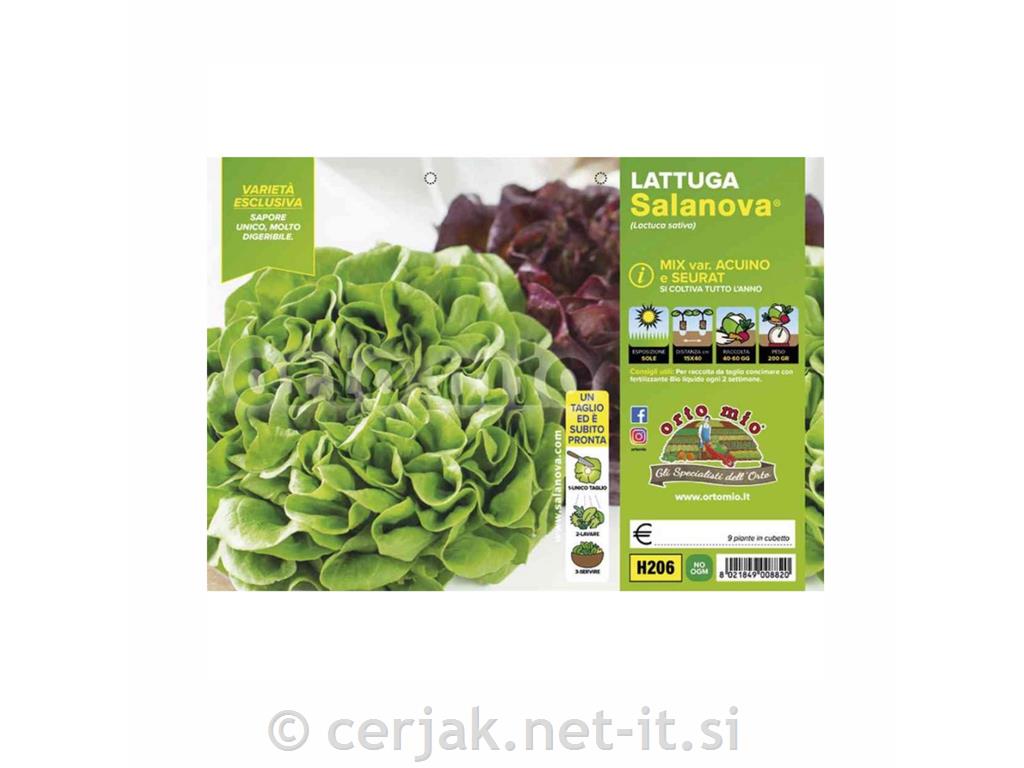 Solata mehkolistna mix Salanova, 9 kos