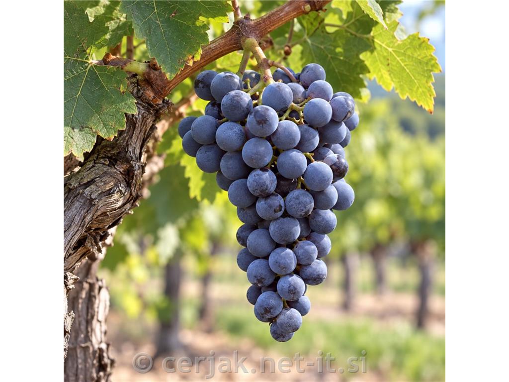 Cabernet Franc, kakovostna rdeča vinska sorta