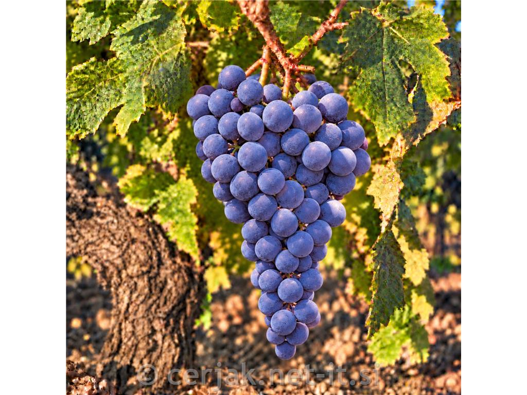 Cabernet Cortis, visoko odporna PIWI rdeča sorta