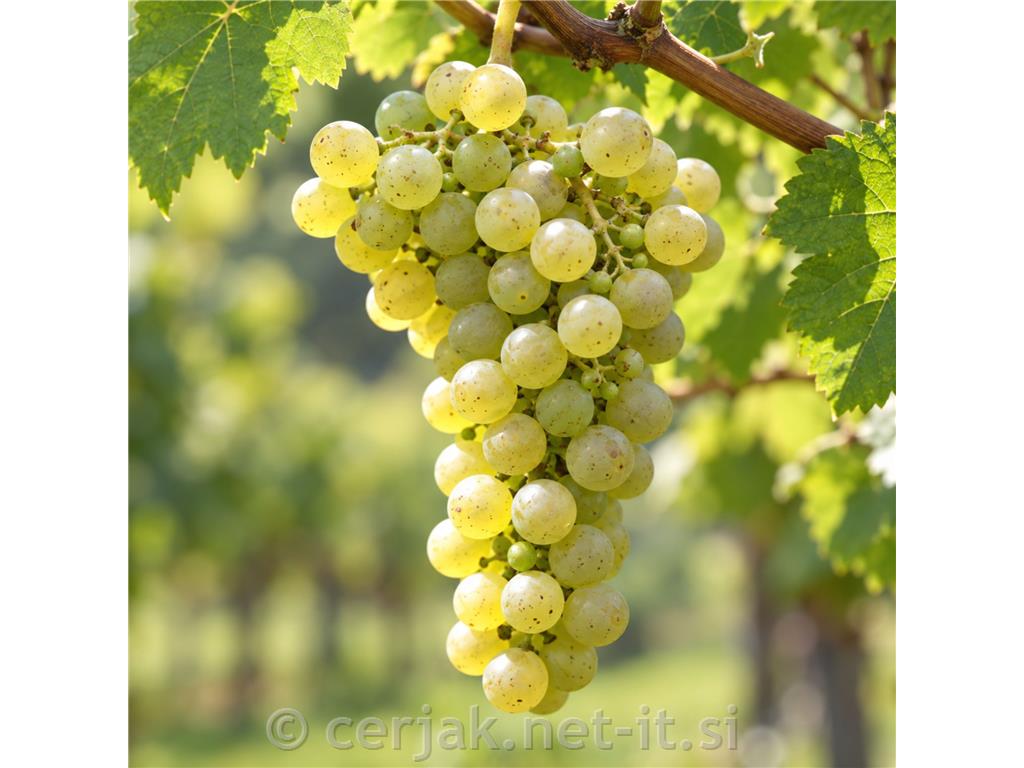 Donauveltliner, odporna bela sorta z značajem veltlinca