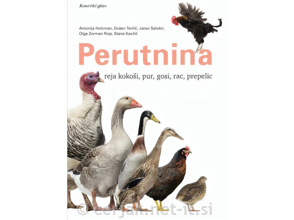 Perutnina: reja kokoši, pur, gosi, rac, prepelic