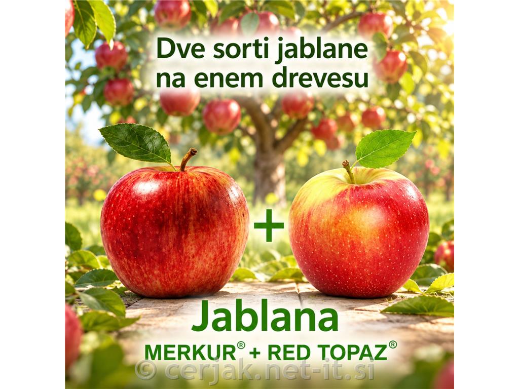 Jablana 2 sorti (Red Topaz in Merkur) M9
