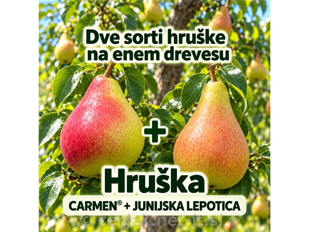 Hruška 2 sorti (Carmen in Junijska lepotica)
