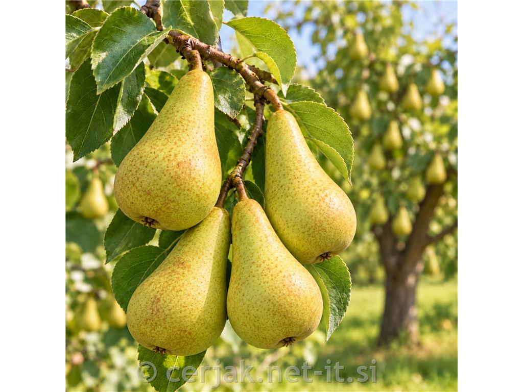 Hruška Abate Fetel (Fatelova)
