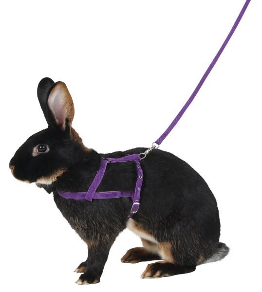 Oprsnica Agility vijolična, 34 cm - 50 cm, 2 m